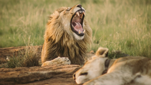 B.Tech Forestry, Wildlife and Enviromental Management