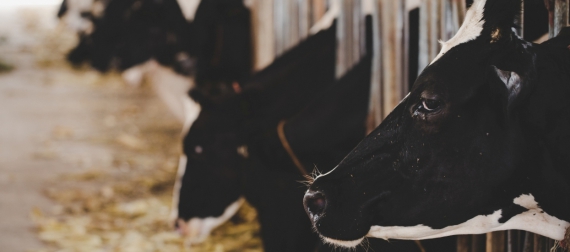 Department of Animal Production and Health